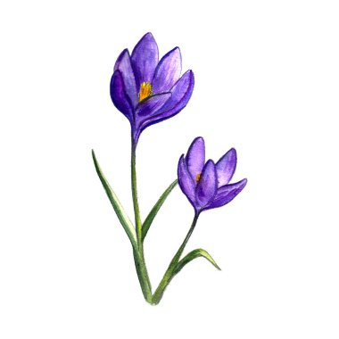 Bahar çiçeklerinin suluboya çizimi. Beyaz arka planda el yapımı kır çiçekleri. Taze yaz tasarımı için çiçek elementleri.