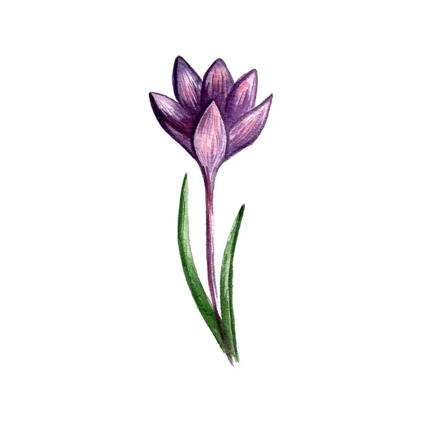 Akwarelowa Ilustracja Wiosennego Kwiatka Krokusa Ręcznie Rysowane Dzikie Kwiaty Odizolowane — Zdjęcie stockowe