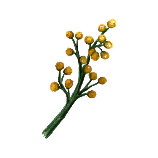 Akvarell Illustration Våren Blommor Handritade Vilda Blommor Isolerad Vit Bakgrund — Stockfoto