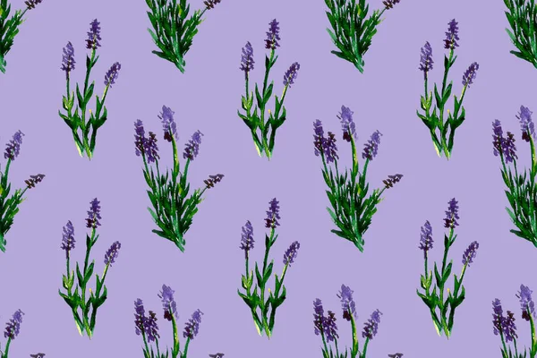 Illustrazione Acquerello Fiori Lavanda Modello Senza Cuciture Con Fiori Selvatici — Foto Stock