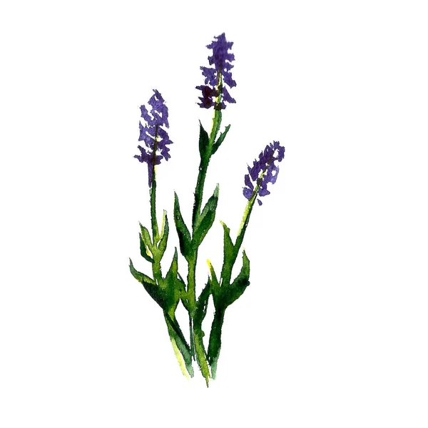 Illustrazione Acquerello Fiori Lavanda Fiori Selvatici Disegnati Mano Isolati Sfondo — Foto Stock