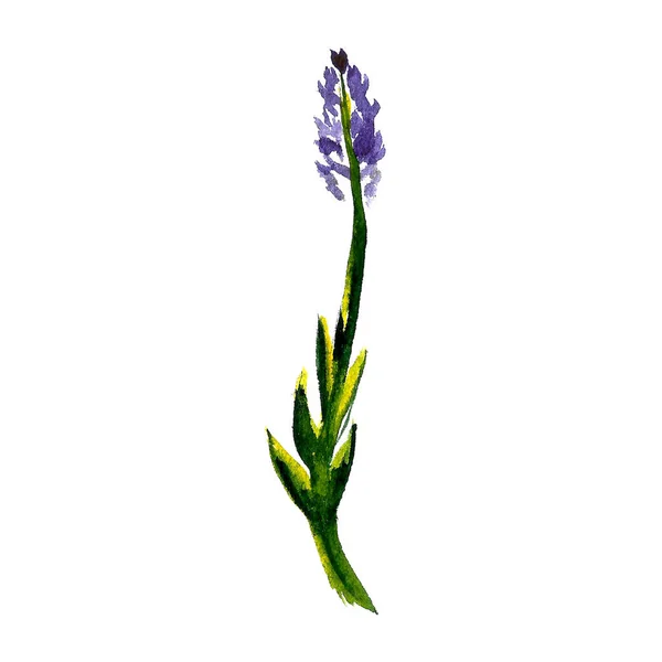 Akvarel Ilustrace Levandulových Květin Ručně Kreslené Divoké Květiny Izolované Bílém — Stock fotografie