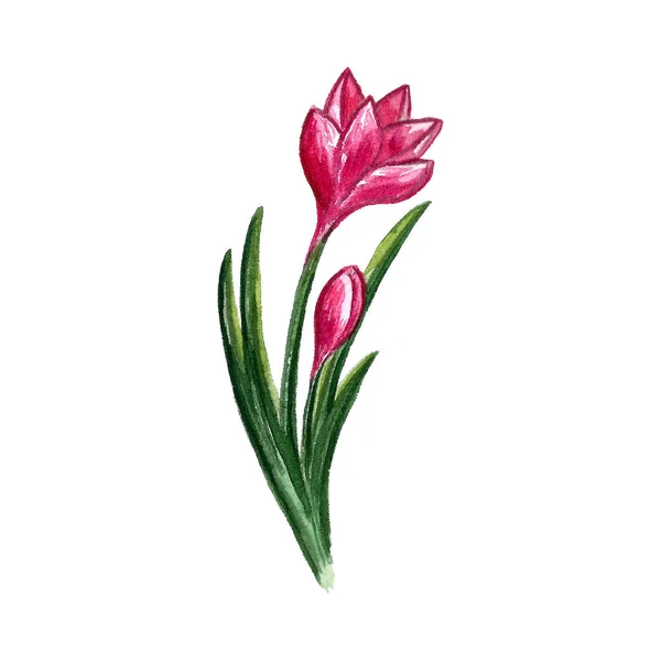 Watercolor illustration of crocus spring flower — Stock Photo, Image