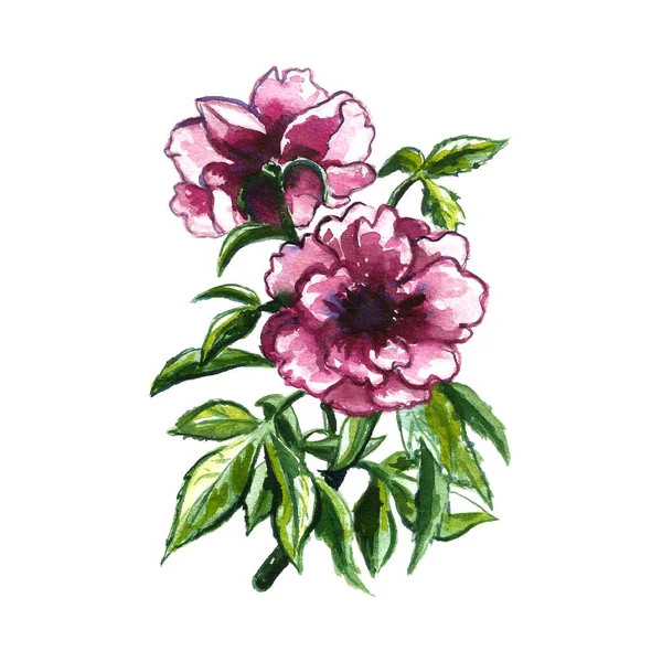 Fleur Pivoine Aquarelle Isolée Sur Fond Blanc Illustration Aquarelle Dessinée — Photo