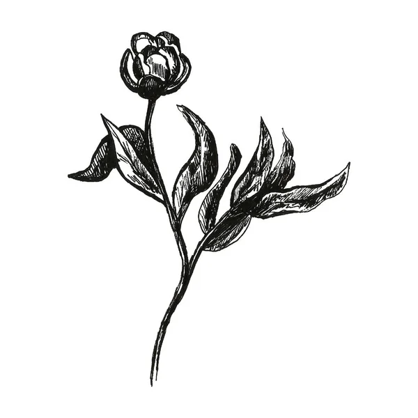 Пион Цветок Изолирован Белом Фоне Ручной Рисунок Карандаша Красивый Ботанический — стоковое фото