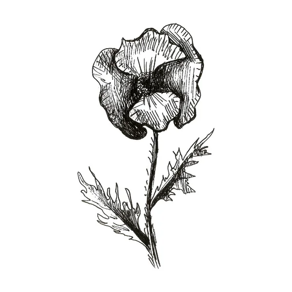Квітка Макарони Ізольована Білому Тлі Рука Намальована Олівцем Ілюстрація Прекрасний — стокове фото