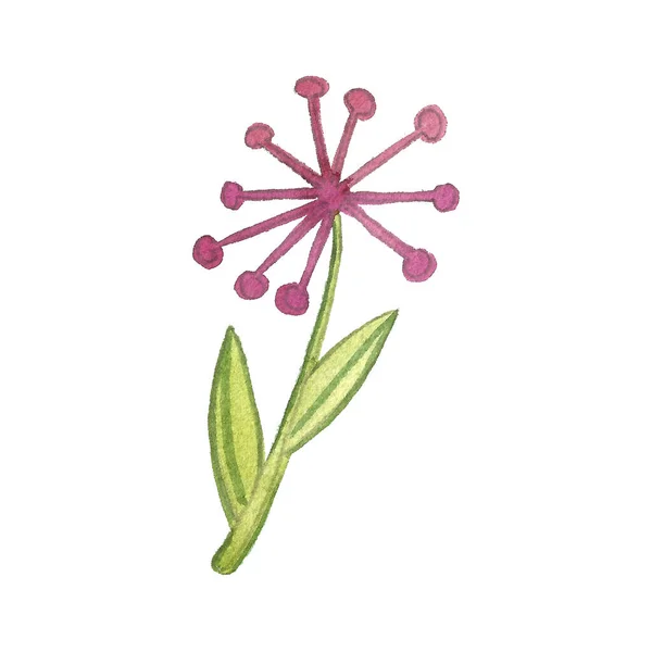 白色背景上的水彩花 手绘水彩画插图 美丽的植物画 色彩艳丽的粉色花朵头枕在叶柄上 — 图库照片