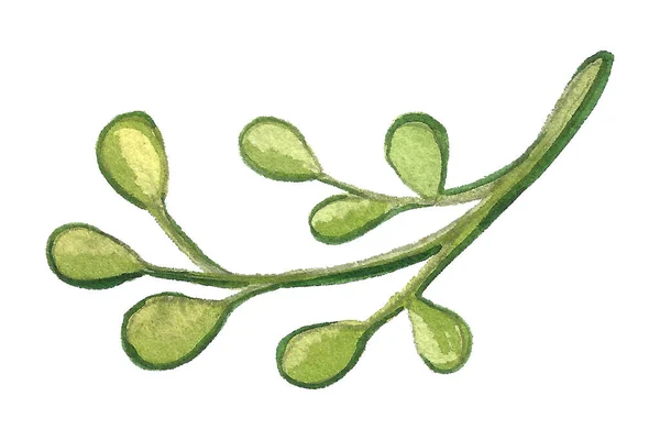 水色的苞片 叶子在白色背景上隔绝 手绘水彩画插图 美丽的植物画 — 图库照片