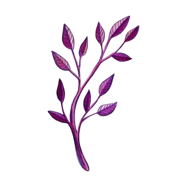 Marcador Desenhado Mão Ilustração Ramo Planta Elemento Design Floral Símbolo — Fotografia de Stock