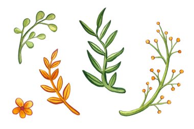 Beyaz arkaplanda izole edilmiş suluboya çiçekleri