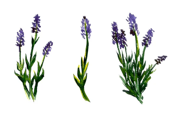 Aquarell-Illustration von Lavendelblüten — Stockfoto