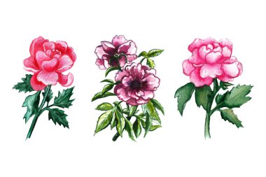 Beyaz arkaplanda izole edilmiş suluboya şakayık çiçeği