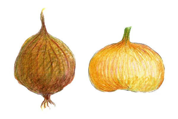 Ceruza Illusztráció Hagyma Egészséges Fehér Alapon Izolált Mezőgazdasági Zöldségek Gyűjteménye — Stock Fotó