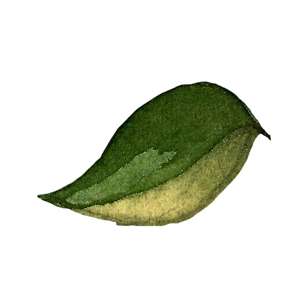 Handgezeichnete Abbildung der Birne — Stockfoto