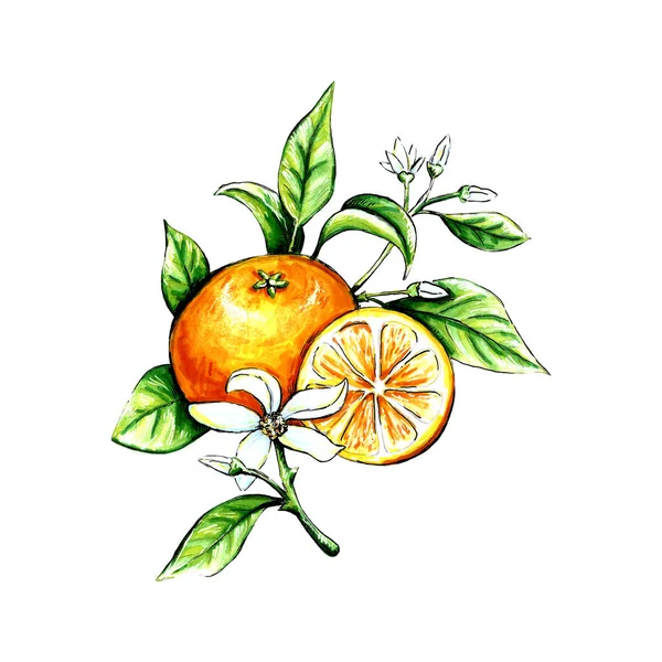 Handritad illustration av mandarin — Stockfoto