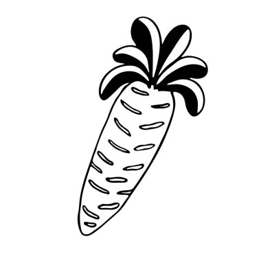 Havucun vektör karalama çizimi. El yapımı sağlıklı sebzeler beyaz arka planda izole edilmiş. Bahçede yetişen organik sebzeler..