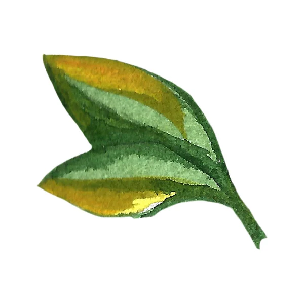 Ilustração desenhada à mão da folha de laranjeira — Fotografia de Stock