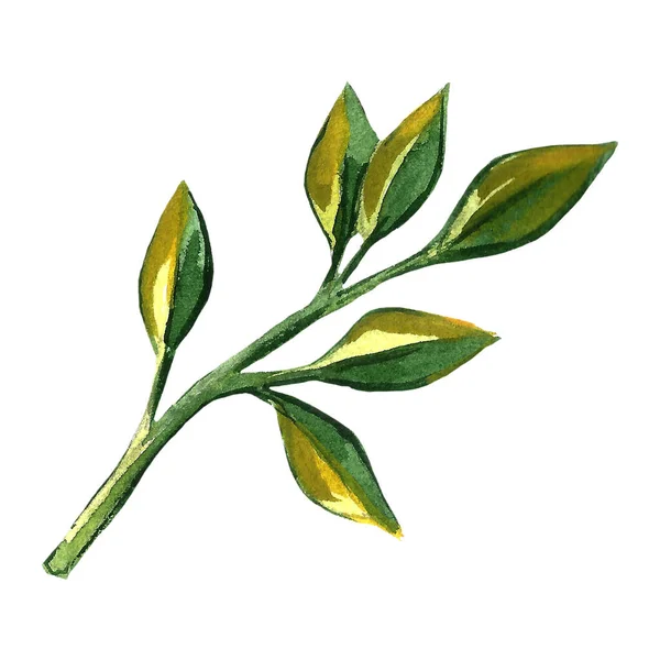 Handgezeichnete Illustration des Orangenbaumblattes — Stockfoto