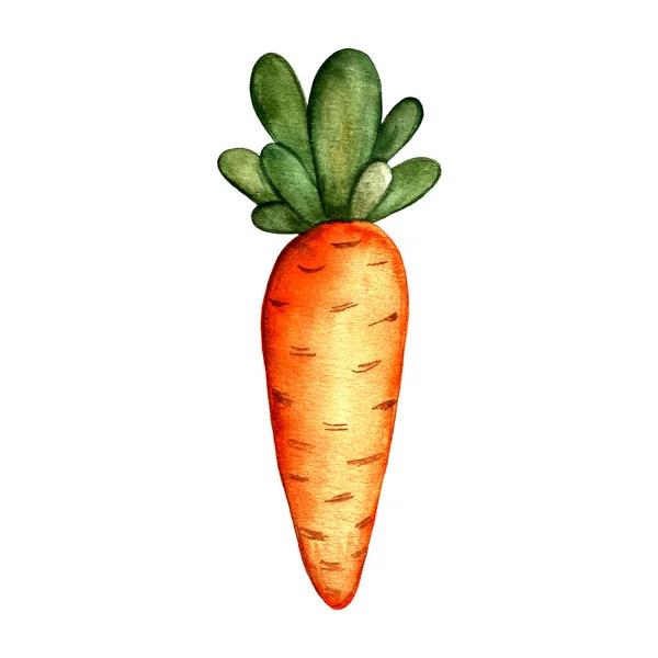 Ilustração desenhada à mão de cenoura — Fotografia de Stock