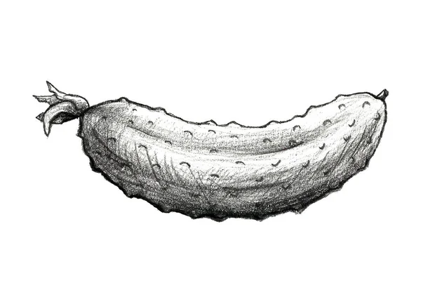 Рука намальована олівець ілюстрація огірка — стокове фото