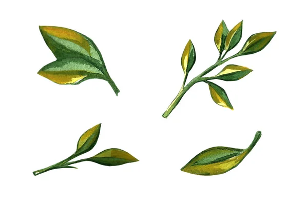 Illustrazione disegnata a mano di foglie di arancio — Foto Stock