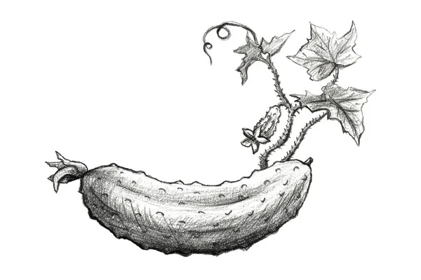 Kézzel rajzolt ceruza illusztráció uborkáról — Stock Fotó