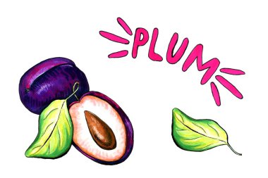 Elle çizilmiş erik çizimi