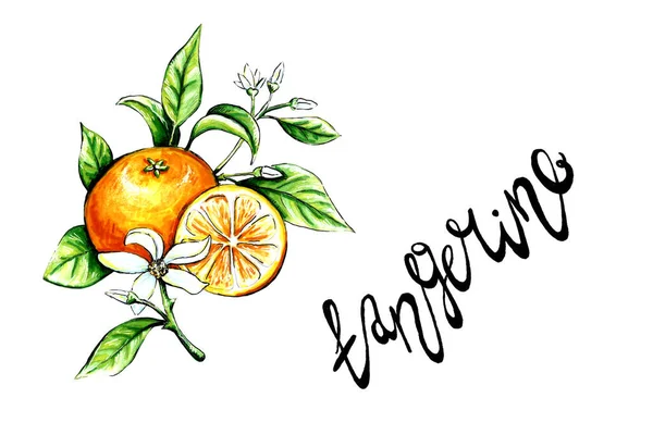 Ilustração desenhada à mão da tangerina — Fotografia de Stock