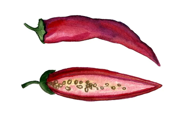 Chili peppar akvarell illustration — Stockfoto