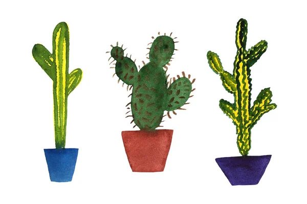 Cactus nel vaso — Foto Stock