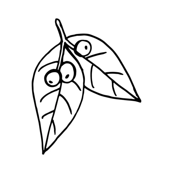 Рослинні гілки і листя — стоковий вектор