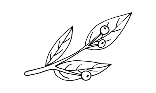 Ramas y hojas de plantas — Archivo Imágenes Vectoriales