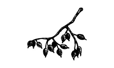 Sonbahar ormanı botanik elementleri