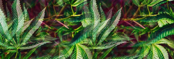 有芽和叶的大麻植物 大麻植物的结构 — 图库照片