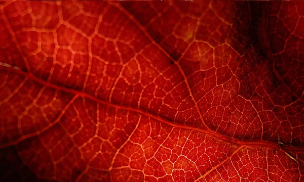 Kırmızı Yaprak Yaprak Dokusu Doğa Desen — Stok fotoğraf