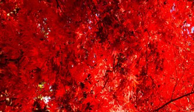 Kırmızı yaprak. Yaprak dokusu. Doğa, desen