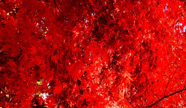 Red Leaf Leaf Textur Hintergrund Natur Muster — Stockfoto