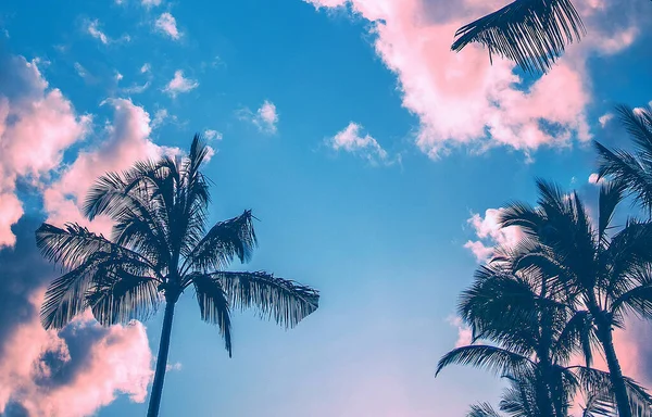 Günbatımında renkli Bokeh güneş ışığına sahip tropik palmiye ağacı soyut arkaplanı bulutlandırır. Yaz tatili ve doğa yolculuğu macera konsepti. 