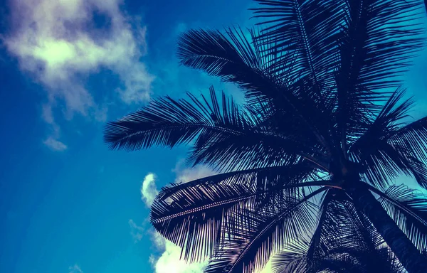 Tropisk Palm Med Färgglada Bokeh Sol Ljus Solnedgången Sky Moln — Stockfoto