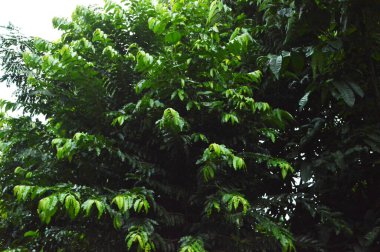 Taze yeşil yapraklar. Yeşil bulanık yaprak desenli yakın fotoğraf.
