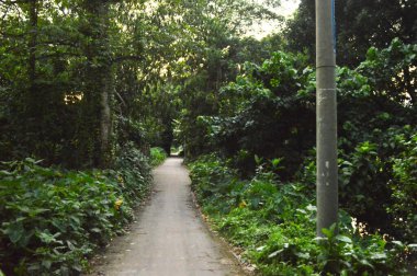 Köy yolu ağaçlarla ve güzel doğayla kaplı. Ortaçağ 'daki eski köyün kırsal yolu..