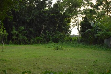 yemyeşil çayırların ve bitkilerin bulunduğu tropikal bir manzara