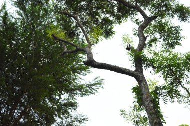 çeşitli güzel tropikal yeşil ağaç, çeşitli dallar mavi gökyüzüne karşı.