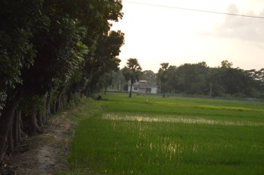 yemyeşil çayırların ve bitkilerin bulunduğu tropikal bir manzara