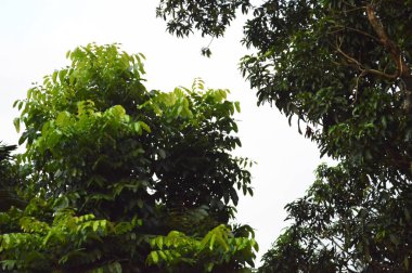 Güneşli bir günde, kabarık bulutlu ve yeşil ağaçlı manzara.