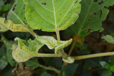 A close-up photograph of fresh green leaves, showcasing nature's intricate details in a bright, daylight setting. The vibrant foliage emphasizes growth, vitality, and the serene beauty of the natural world.