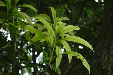 A close-up photograph of fresh green leaves, showcasing nature's intricate details in a bright, daylight setting. The vibrant foliage emphasizes growth, vitality, and the serene beauty of the natural world.