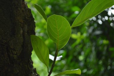 A close-up photograph of fresh green leaves, showcasing nature's intricate details in a bright, daylight setting. The vibrant foliage emphasizes growth, vitality, and the serene beauty of the natural world.