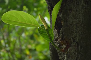 A close-up photograph of fresh green leaves, showcasing nature's intricate details in a bright, daylight setting. The vibrant foliage emphasizes growth, vitality, and the serene beauty of the natural world.