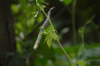 A close-up photograph of fresh green leaves, showcasing nature's intricate details in a bright, daylight setting. The vibrant foliage emphasizes growth, vitality, and the serene beauty of the natural world.